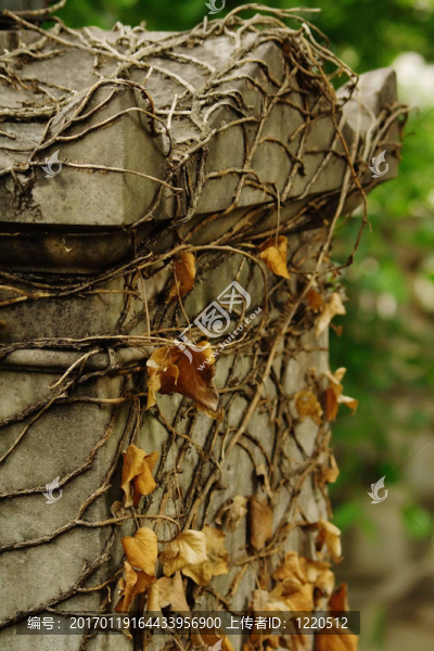 墳?zāi)股系母稍锏某４禾? title=