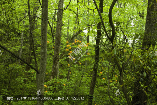 火焰杜鵑花；毗斯迦NAT。森林