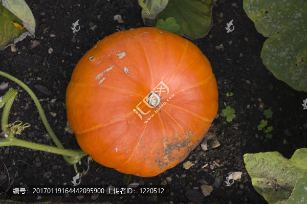 觀賞葫蘆