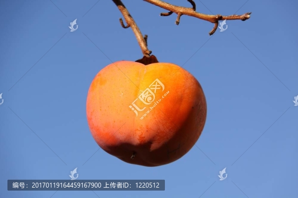 日本柿子