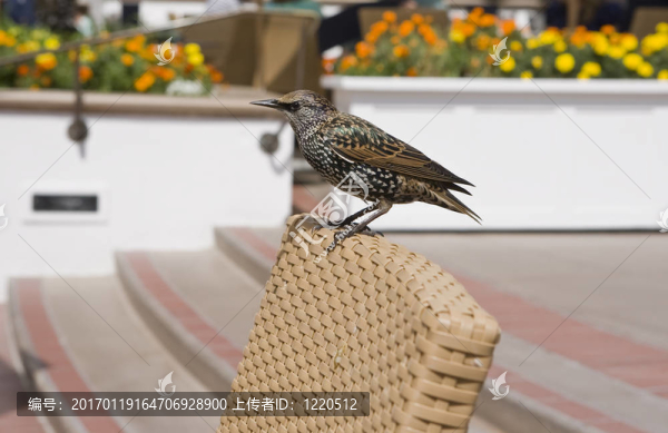 坐在椅子上的鳥