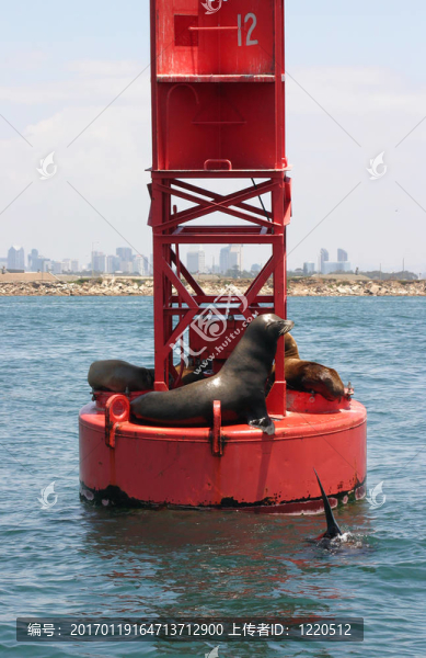 浮標上的海獅子