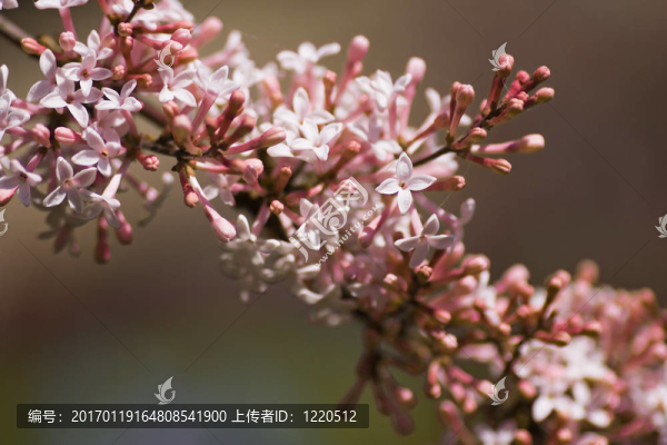一串紫丁香