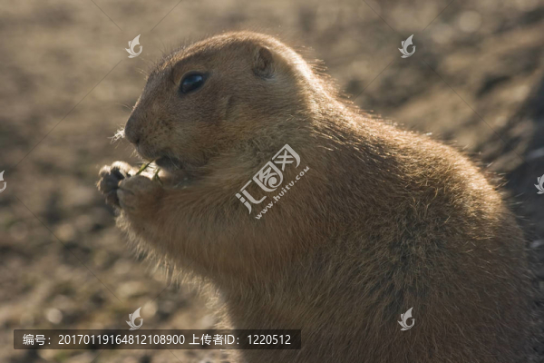 prairiedog吃