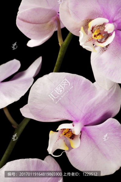 黑色背景上的粉紅蘭花