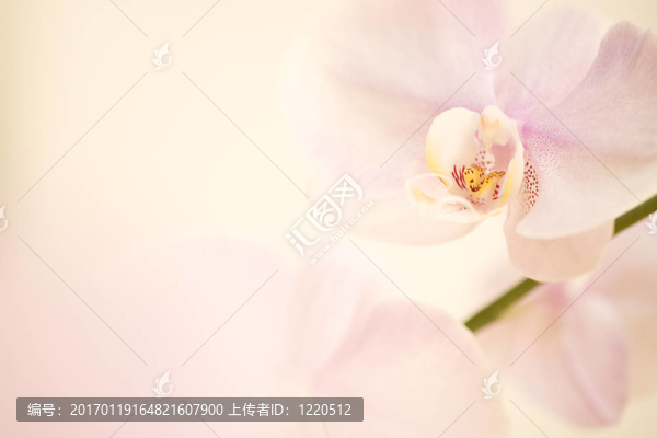 粉色的石斛蘭的背景。