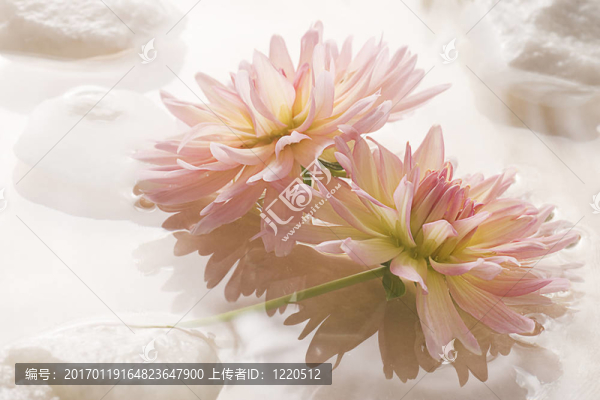 浮在水上的巖石區(qū)粉紅色的大麗花。