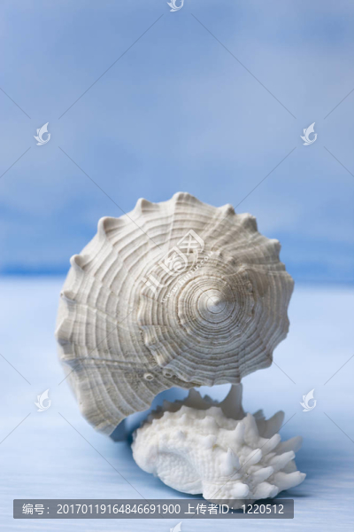 海貝殼和海星魚