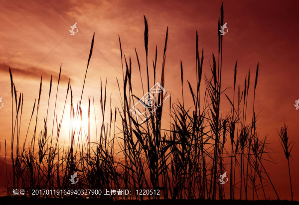 蘆葦對紅色的天空