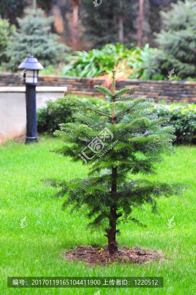 松樹-匯圖網(wǎng) www.fosd68.com 松樹