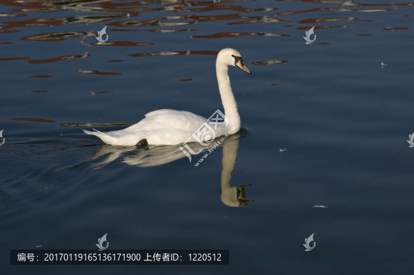疣鼻天鵝