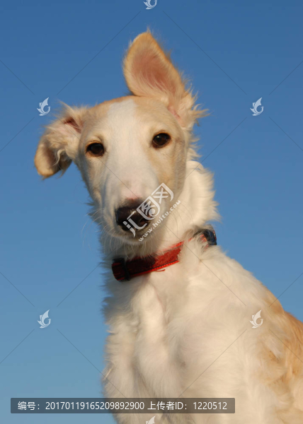 小狗barzoi