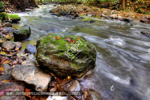楓葉-匯圖網(wǎng) www.fosd68.com 楓葉