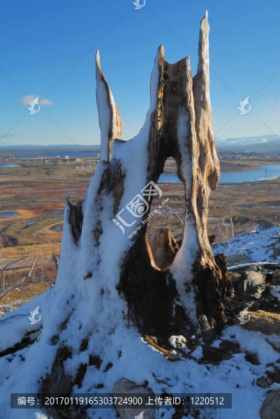 樹樁。第一場雪。