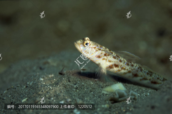 華麗的shrimpgoby