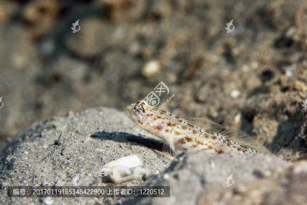 華麗的shrimpgoby