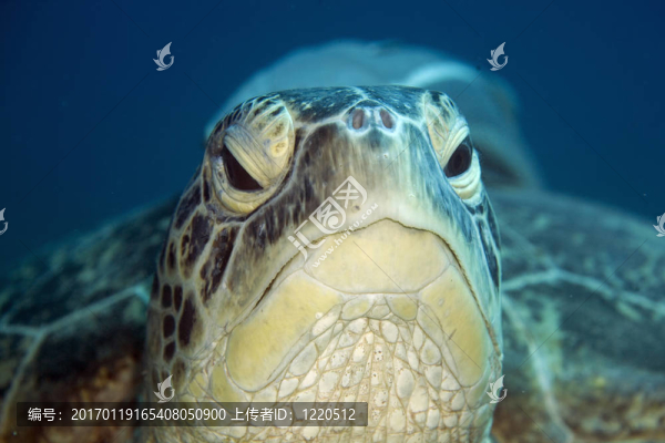 雄性綠海龜