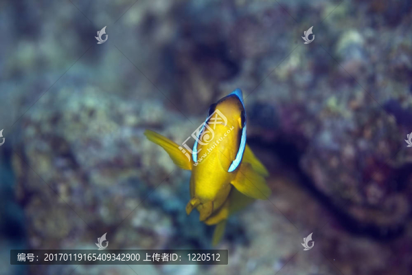 紅海的小丑魚