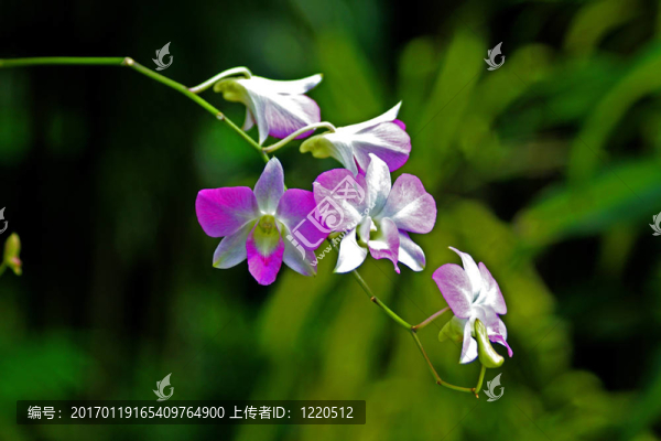 Vanda；蘭