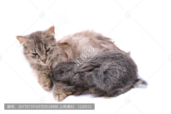 貓和兔子