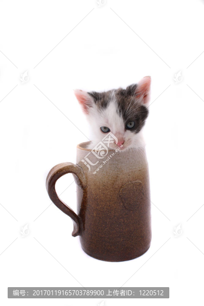小貓