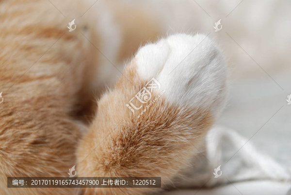 貓的爪子