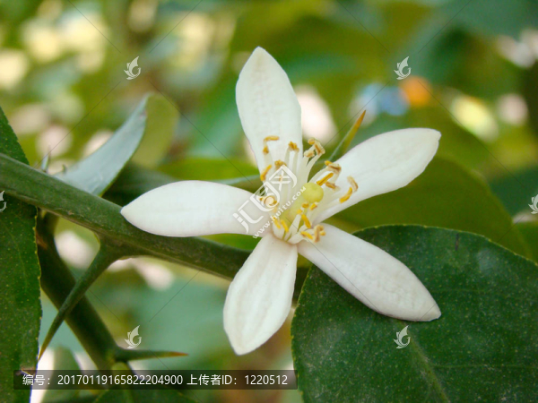 檸檬樹開花