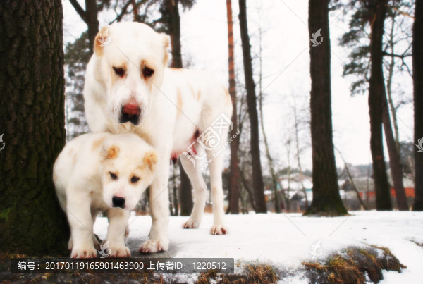 狗：母親和兒子