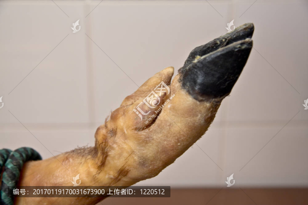 一個(gè)活著的pata,negra豬肉