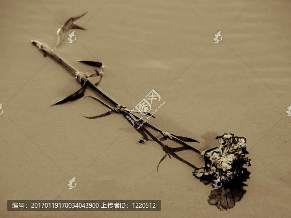 花在海灘上的培養(yǎng)