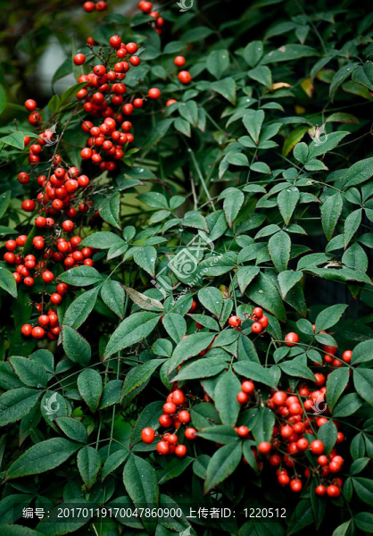 紅漿果-匯圖網(wǎng) www.fosd68.com 紅漿果