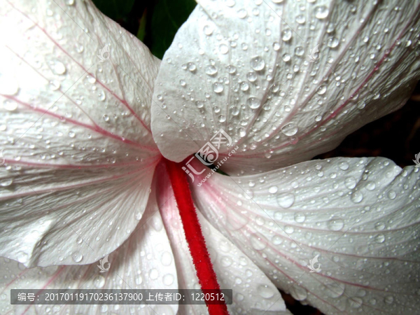 雨中的花