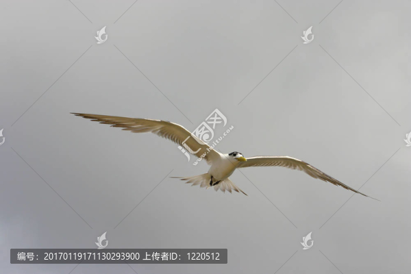一個(gè)仙女燕鷗
