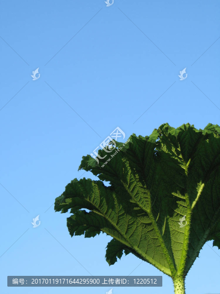 綠色的葉子的特寫(xiě)-匯圖網(wǎng) www.fosd68.com 綠色的葉子的特寫(xiě)