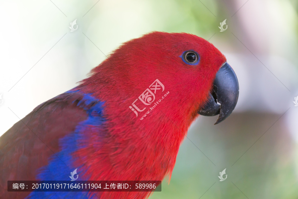 鸚鵡