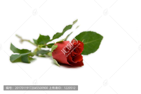 紅玫瑰與分離