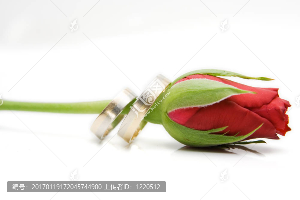 紅玫瑰與分離