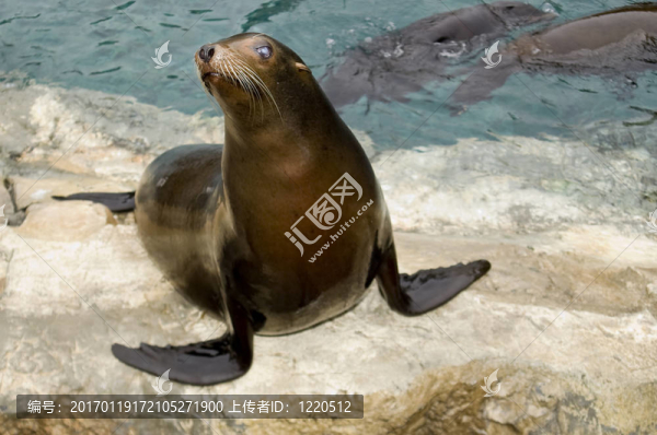 小海獅