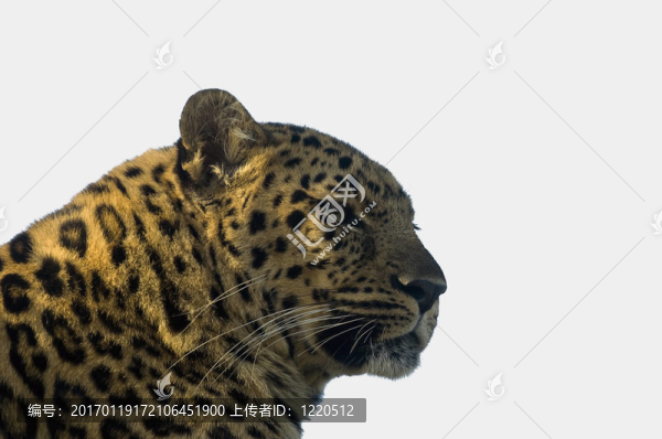 遠(yuǎn)東豹
