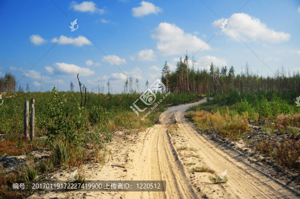 在樹林的老化道路