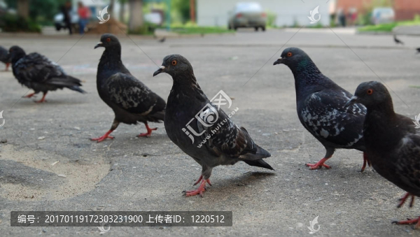 一群鴿子