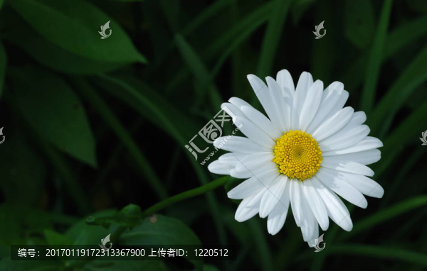 綠草與daisy,flower