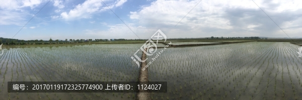 水稻田