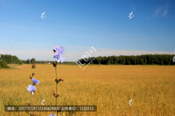 Ripe,Summer,Wheat鄉(xiāng)村景觀