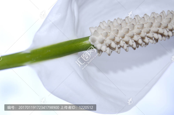 白鶴芋的宏觀背景