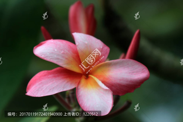 雞蛋（雞蛋）