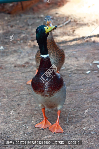 綠頭鴨-匯圖網(wǎng) www.fosd68.com 綠頭鴨