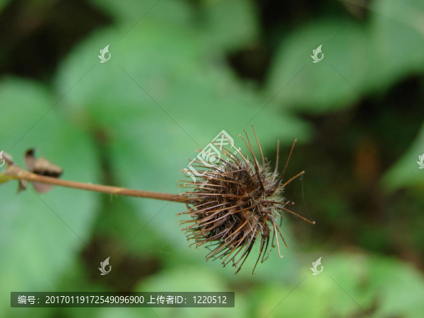 一個單一的毛刺