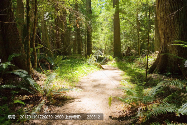 奧林匹克國家公園