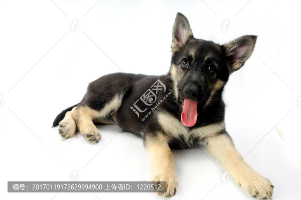 我的小狗